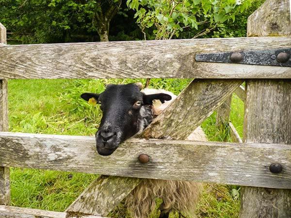 Hawthorn Farm Cottage Curry Bagian luar foto